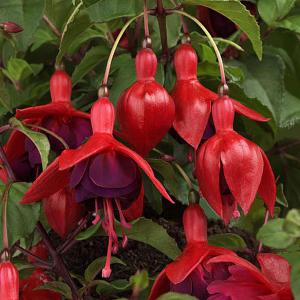 Fuchsia 'Janie'