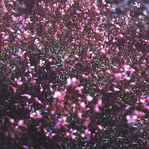 Gaura Passionate Pink - 2L Pot