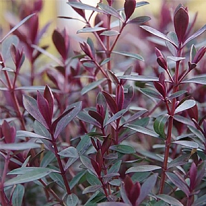 Hebe 'Caledonia'