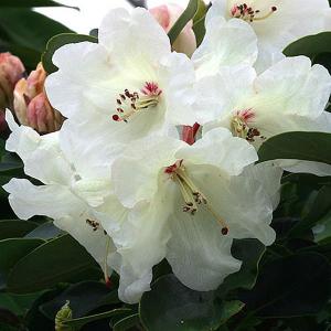 Rhododendron Cowslip - 3 Ltr Pot