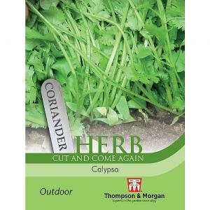 Thompson & Morgan Herb Coriander Calypso Seeds