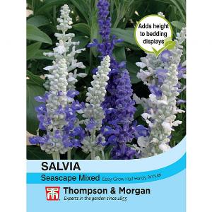 Thompson & Morgan Salvia Seascape Mixed