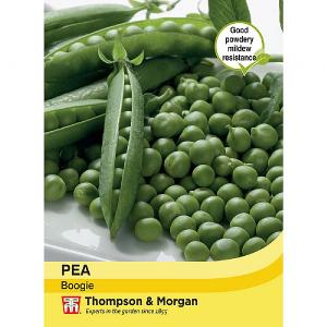 Thompson & Morgan Pea Boogie Seeds