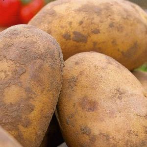 Winston First Early Seed Potatoes 2kg