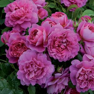 Princess Anne Shrub Rose 6L