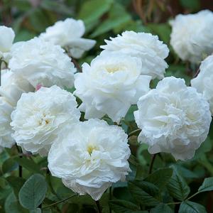 Susan Williams-Ellis Shrub Rose 6L