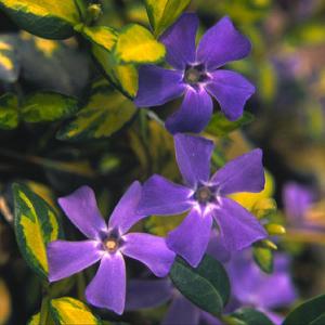 Vinca 'Illumination' (Variegated Periwinkle)