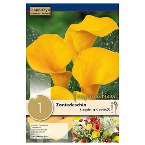 Zantedeschia Captain Tusker® Syn.Calla (Ceres Yellow) - 1 Bulb
