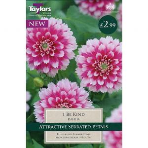Dahlia Be Kind - 1 Bulb