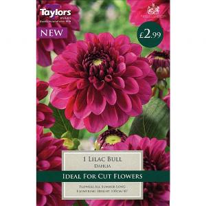 Dahlia Lilac Bull - 1 Bulb