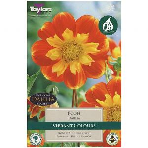 Dahlia 'Pooh' (1 Tuber)