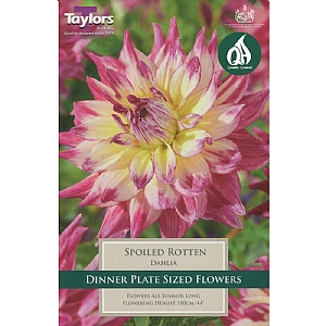 Dahlia Spoiled Rotten - 1 Bulb