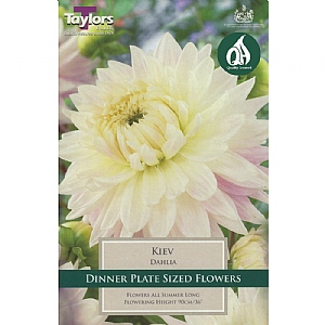 Dahlia Kiev - 1 Bulb