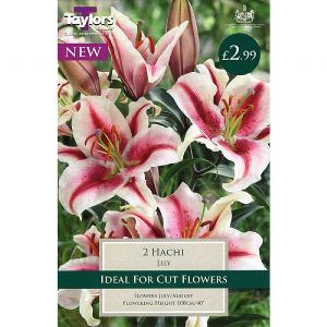 Lily Hachi - 2 Bulbs