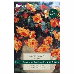 Begonia Aztec Gold Exotic - 3 Bulbs