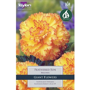 Begonia Feathered Sun  (Pack of 2)
