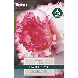 Begonia 'Starburst' (3 Tubers)