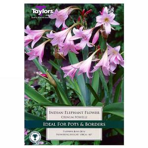 Crinum Powellii (Indian Elephant Flower) - 1 Bulb