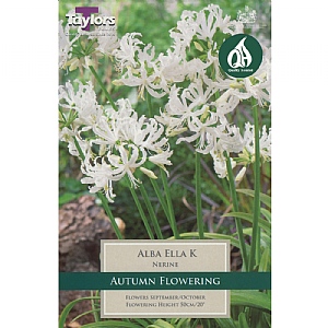 Nerine Alba Ella K - 2 Bulbs