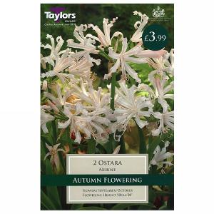 Nerine Ostara - 2 Bulbs