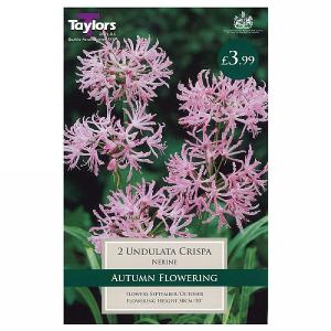 Nerine Undulata Crispa - 2 Bulbs