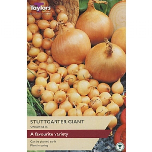 Onion Set Stuttgarter Giant
