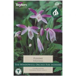 Pleione Formonsana - 1 Bulb