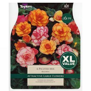 Begonia Picotee Mixed - 6 Bulbs