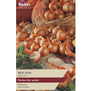 Shallot Red Sun