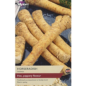 Taylors Horseradish Bare Root Thongs x 2