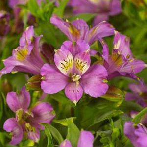 Alstroemeria Inca Lake - 2L Pot