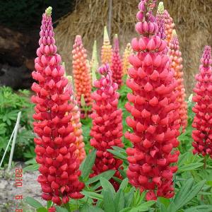 Lupin Beefeater 2L