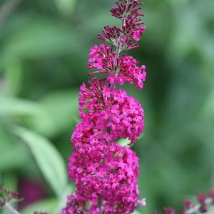 Buddleja 'Miss Ruby'