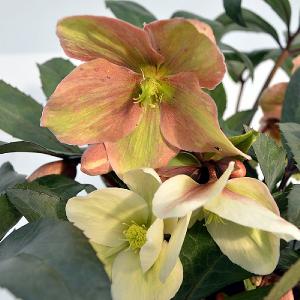 Helleborus Winter Sunshine 3L Pot