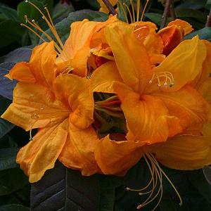 Azalea Klondyke - 5 Ltr Pot