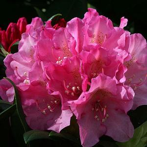 Rhododendron Kalinka - 3 Ltr Pot