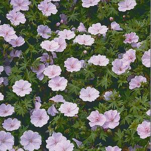 Geranium striatum Rose - 2ltr pot
