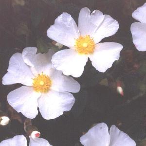 Cistus x corbariensis (Rock Rose) - 3ltr pot