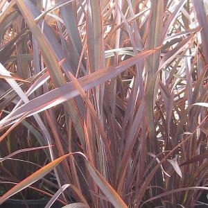 Phormium 'Bronze Baby'