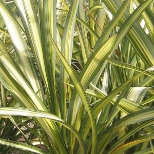 Phormium 'Cream Delight'