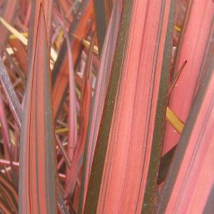 Phormium 'Flamingo'