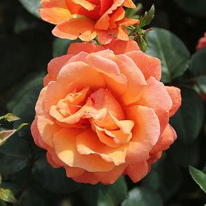 Easy Does It Floribunda Rose - 3 Ltr Pot