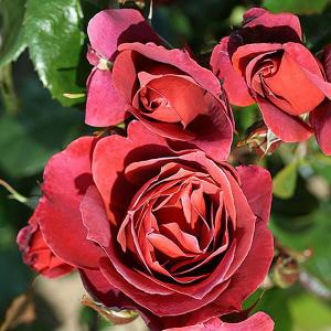 Hot Chocolate Floribunda Rose - 3 Ltr Pot