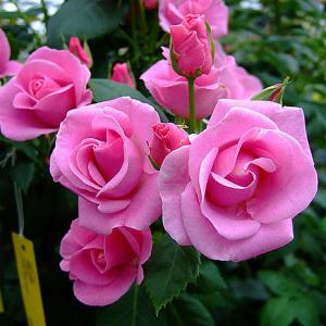 Lucky Floribunda Rose - 3 Ltr Pot