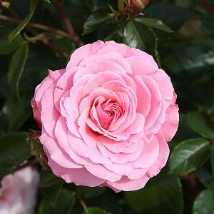 Sexy Rexy Floribunda Rose - 3 Ltr Pot