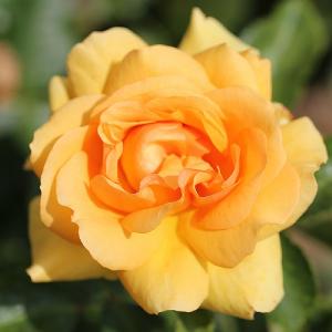 Simply the Best Hybrid Tea Rose 3L