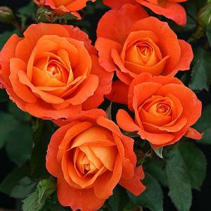 Super Trouper Floribunda Rose - 3 Ltr Pot