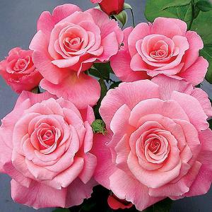 Tickled Pink Floribunda Rose - 3 Ltr Pot