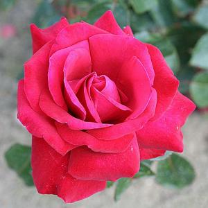 Thinking Of You Floribunda Rose - 3 Ltr Pot