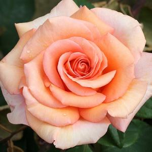 Warm Wishes Hybrid Tea Rose 3L